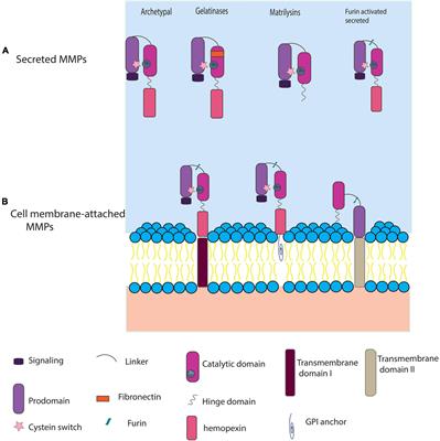 Novel Expansion of Matrix Metalloproteases in the Laboratory Axolotl (Ambystoma mexicanum) and Other Salamander Species